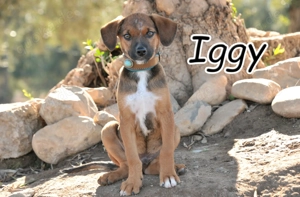 Möchtest du dem kleinen Iggy zeigen, wie schön ein eigenes Zuhause sein kann?