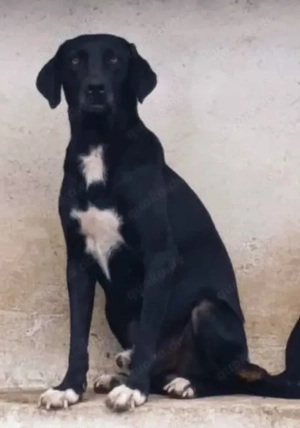 Limahl sucht ein liebevolles Zuhause