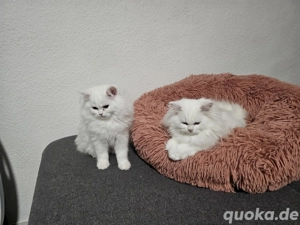 Zuckersüße Perserkatzen-Kitten Perserkätzchen liebevoll - abholbereit