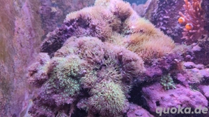 Korallen Meerwasser Clavularia