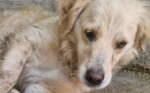 Ein Blick, der berührt - Hündin Bionda sucht Familienanschluss