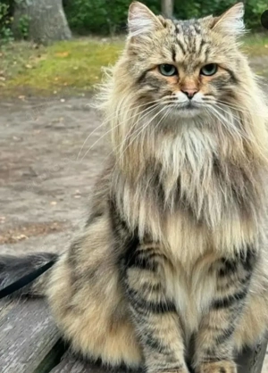 Fluffy paws maine coon kostenlose adoption