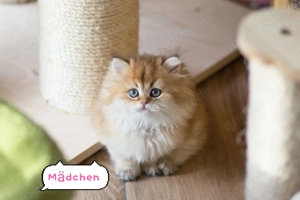 3 Wunderschöne BKH BLH golden Kitten mit Stammbaum 