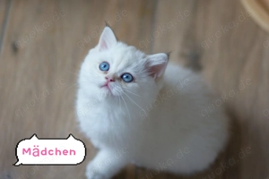 Wunderschöne BKH  golden Point Kitten mit Stammbaum 