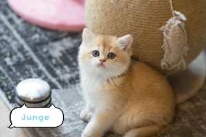 Wunderschöne BKH BLH golden Kitten mit Stammbaum 