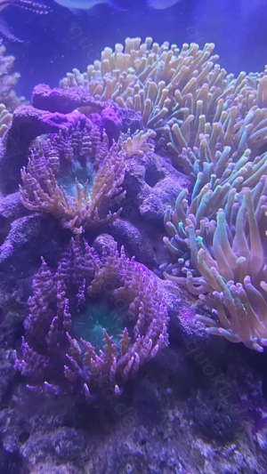 Meerwasseraquarium: Sandanemonen, Crassaanemonen und Röhrenkorallen abzugeben 