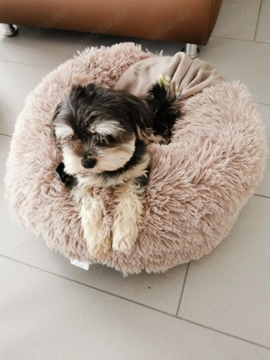 Hündin sucht neues Zuhause 