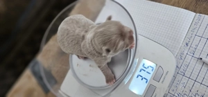 Chihuahua welpen zu verkaufen 