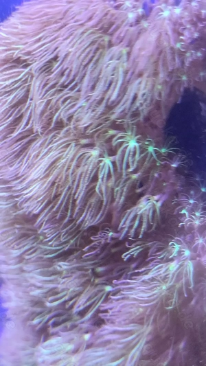 Meerwasseraquarium: Röhrenkorallen,  Crassaanemonen,  Sandanemonen abzugeben 