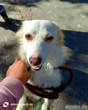 KIKA    ein Herz voller Liebe sucht ein Zuhause voller Wärme  Bild 6