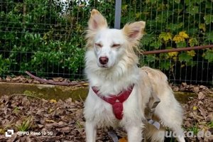 KIKA    ein Herz voller Liebe sucht ein Zuhause voller Wärme  Bild 3