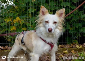 KIKA    ein Herz voller Liebe sucht ein Zuhause voller Wärme  Bild 4