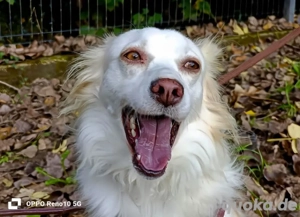 KIKA    ein Herz voller Liebe sucht ein Zuhause voller Wärme  Bild 2