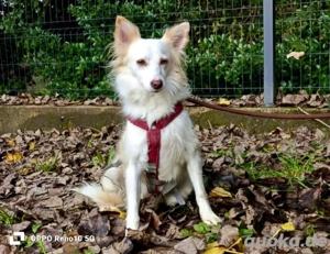 KIKA    ein Herz voller Liebe sucht ein Zuhause voller Wärme  Bild 5