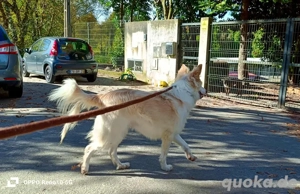 KIKA    ein Herz voller Liebe sucht ein Zuhause voller Wärme  Bild 7