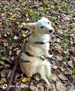 KIKA    ein Herz voller Liebe sucht ein Zuhause voller Wärme  Bild 10