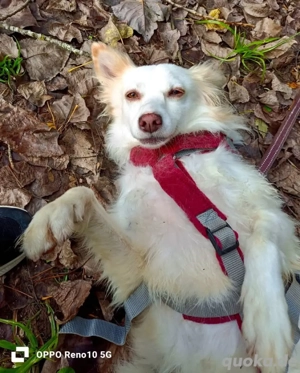 KIKA    ein Herz voller Liebe sucht ein Zuhause voller Wärme  Bild 9