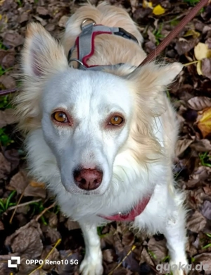 KIKA    ein Herz voller Liebe sucht ein Zuhause voller Wärme  Bild 8