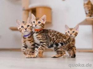 Reinrassige Bengalkitten mit Stammbaum suchen neues Zuhause