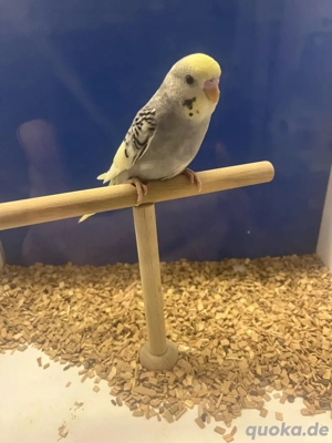 Nestjunge, handzahme Wellensittiche