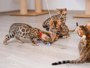 Wunderschöne reinrassige Bengalkitten suchen ein liebevolles Zuhause