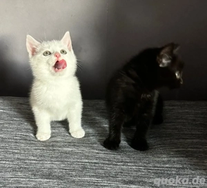 Brittischkurzhaar Mischlingsbabykätzchen 