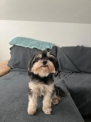 Hübsche Yorkshire Terrier Mischlings Hündin 