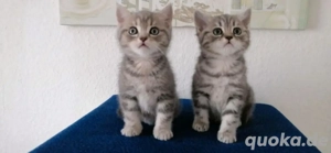  Britisch Kurzhaar BKH Kätzchen 