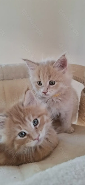 Traumhaft schöne maine coon babies