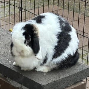 POPCORN sucht ein Zuhause