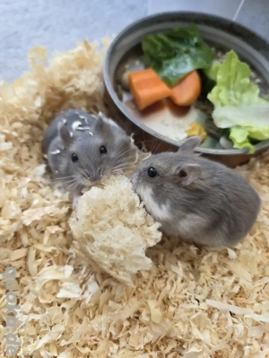 Dsungarischer Zwerghamster