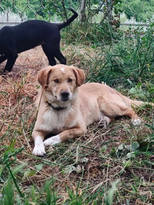 Kleiner, blinder oder fast blinder Schatz Frito - Wunder gesucht  Bild 4