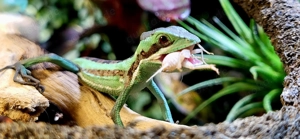 Kronenbasilisk, Laemanctus longipes Jungtiere