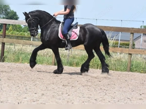 Traumhafte Friesische Schönheit sucht ein liebevolles Zuhause