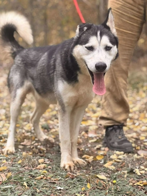 Nash   ein ganz besonderer Husky mit einer berührenden Geschichte. Bild 3