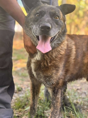  Ojin   ein sanfter Senior auf der Suche nach seinem Altersruhesitz