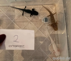 Kleine Wasserdrachen werden flügge und möchten ausziehen