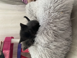 Russisch blau x Tonkanese