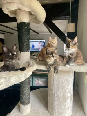 Maine Coon Kitten, reinrassig, 