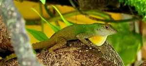 Rindenanolis, Anolis distichus spec., Jungtiere