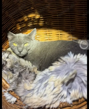 Smokey Ruhige Prinzessin sucht harmonische Familie