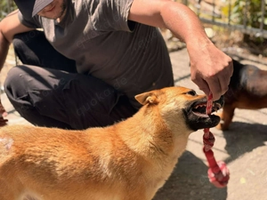 Akita-Mischlingshündin Saria sucht ihr Glück! 