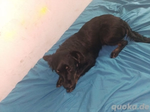 altdeutscher Schäferhund 