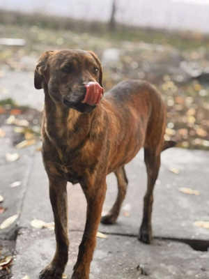  Tigo   kleiner Abenteurer auf der Suche nach seinem Glück