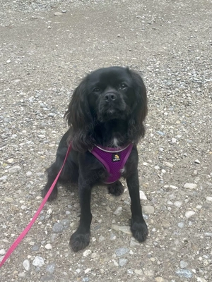 Einzigartige Black solid Cavalier Hündin