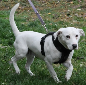 Cassandra   eine sanfte Hündin auf der Suche nach Geborgenheit