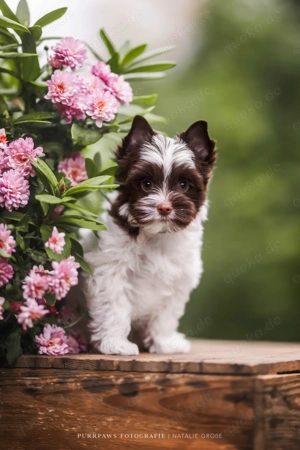 Biro Yorkshire Terrier Welpen mit Ahnentafel und Heimtierausweis- sofort Abgabebereit