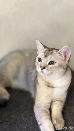 Britisch Kurzhaar Kitten suchen dringend ein liebevolles Zuhause 