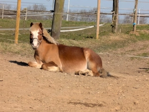 Ponyreiten, reiten, Kinder
