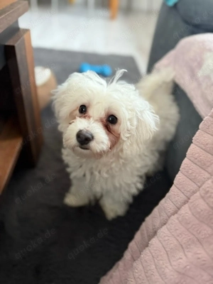 Malteser Weibchen 17 Wochen alt